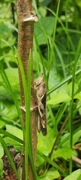 Brown grasshopper Stock Photos