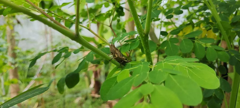 Brown grasshopper Stock Photos