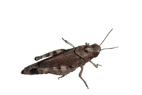 Brown grasshopper Stock Photos