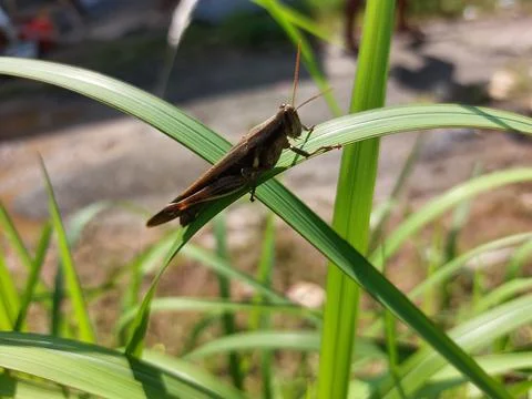 A brown Grasshopper Stock Photos