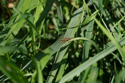 A brown grasshopper 스톡 사진
