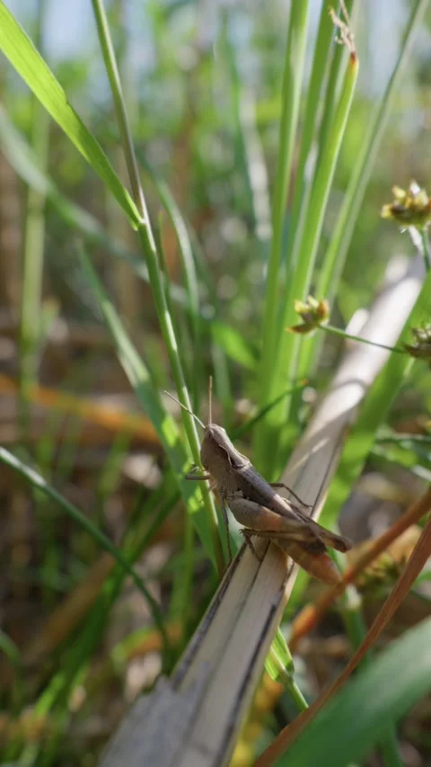 Brown Grasshopper Resting on Dry Stalk in Green Field Close-Up Stockbeeldmateriaal 345159385
