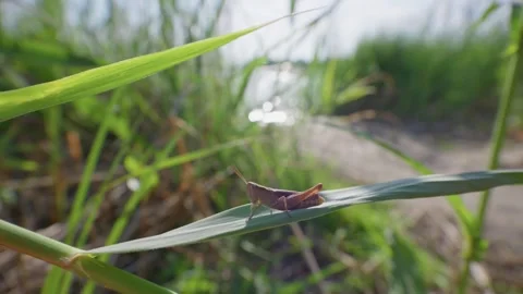 Brown Grasshopper Resting on Green Leaf in Riverside Ecosystem Stock Footage 345158904