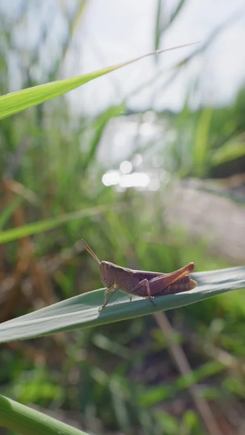 Brown Grasshopper Resting on Green Leaf with Sunlit Bokeh Water Stock Footage 345160138