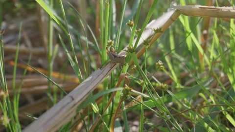 Brown Grasshopper Resting on Plant Stem in Lush Wild Meadow Stock Footage 345157802