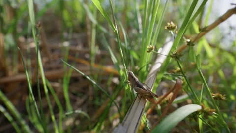 Brown Grasshopper Resting on Plant Stem in Field During Daytime Stock Footage 345158063