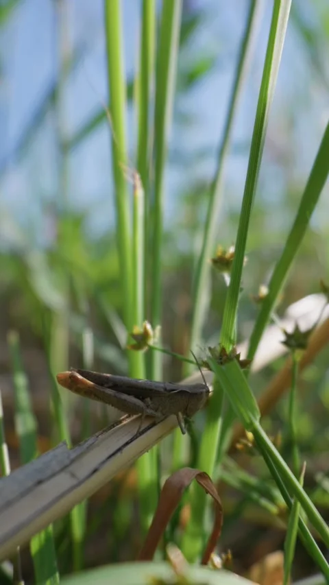 Brown Grasshopper Resting on Plant Stem in Lush Green Grass Meadow Stock Footage 345159206