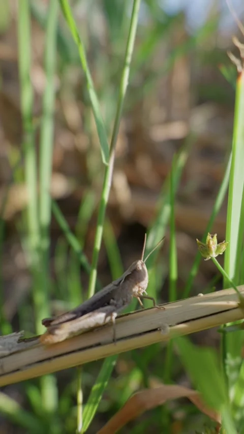 Brown Grasshopper Resting on Plant Stem in Green Meadow Close-Up Stock Footage 345159400
