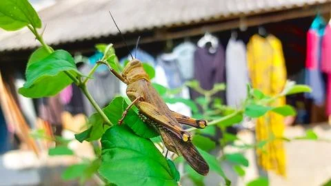 Brown grasshopper rests on tree bark Stock Photos