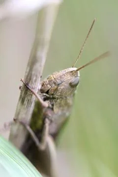 Brown grasshopper sits in the grass Stock Photos