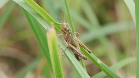 Brown grasshopper sitting on blade of grass 스톡 동영상 113883024