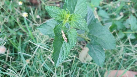 Brown grasshopper sitting on a leaf 库存影片 272918801