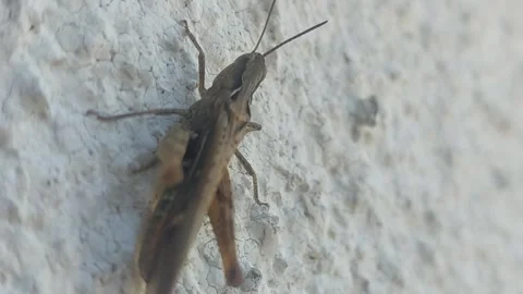 Brown grasshopper sitting on textured white wall surface Stock Footage 345431424