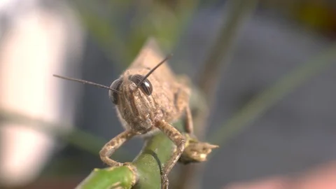Brown Grasshopper on a stick. Extreme close up macro shot. Stock Footage 121840162