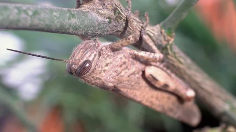 Brown Grasshopper on a stick. Extreme close up macro shot. Stock Footage 121904827