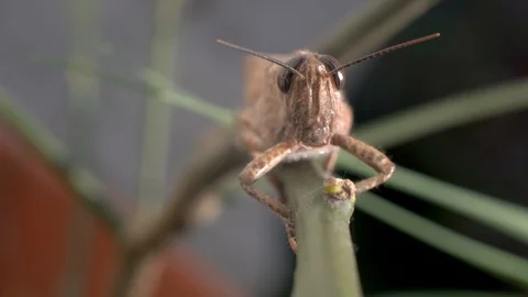 Brown Grasshopper on a stick. Extreme close up macro shot. Stock Footage 122371441