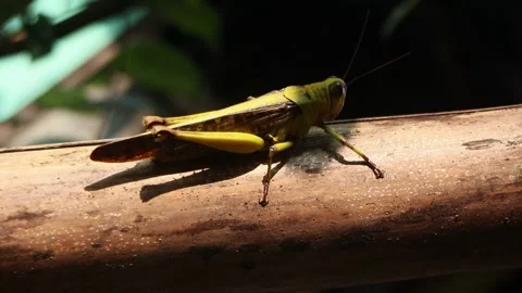 A brown grasshopper is sunbathing Stock Footage 274852328