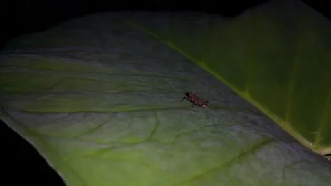 Brown grasshopper on a taro leaf. The brown grasshopper is still small. Stock Photos