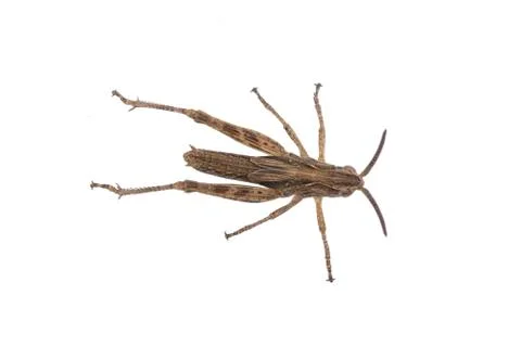 Brown grasshopper on a white background Stock Photos