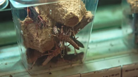 Brown grasshoppers in a plastic container, close-up Stock Footage 157152001