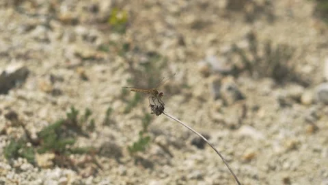 Brown gray dragonfly lands on thin herb branch against sandy background Stock Footage 339466012