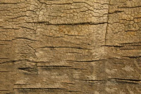 Brown gray palm bark close up. natural rough surface texture Stock Photos
