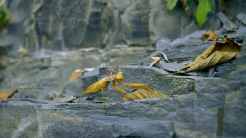 Brown-green mantis on a rock. close-up. disguise as wilted leaves Stock Footage 117451881