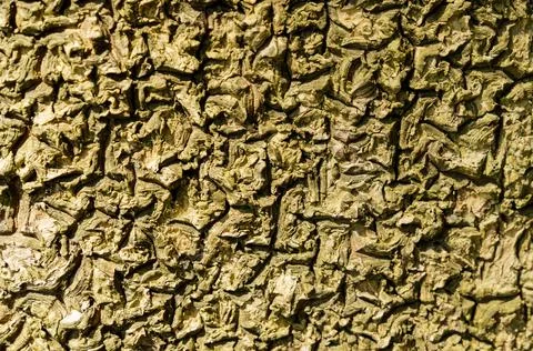 Brown green tree bark texture, twisted bark pattern. Foto stock