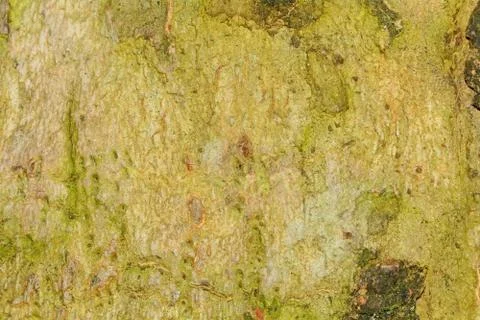 Brown green tree terk Foto stock