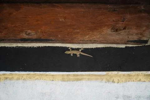 A Brown grey and small lizard on a wodden wall Stock Photos