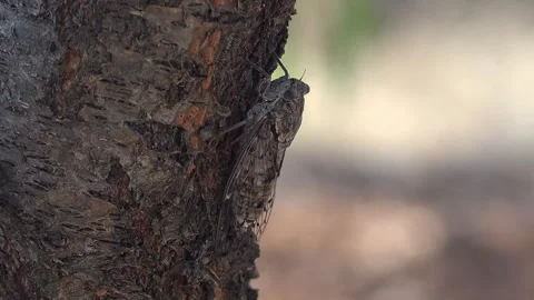 Brown grey camouflage cicada beetle blends - Woodland Beetle and Insect Closeup Stock Footage 339366571
