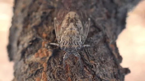 Brown grey camouflage cicada beetle blends - Woodland Trunk and Woodland Insect Stock Footage 339366592