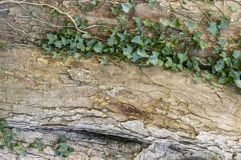 Brown grey flaking tree bark with deep grooves and green ivy: Background texture Stock Photos