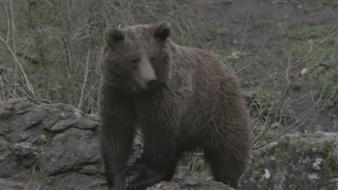 Brown Grizzly Bear, Bear walking	 Stock Footage 233179191