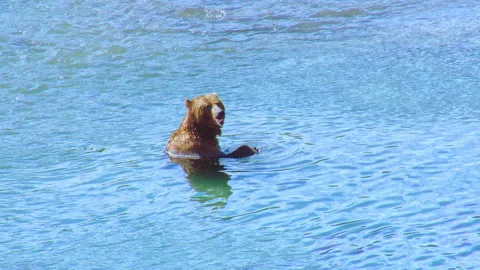 Brown grizzly bear eating fish in a river Stock Footage 337028746