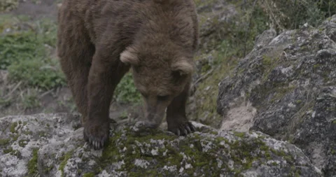 Brown Grizzly Bear Stock Footage 232991652