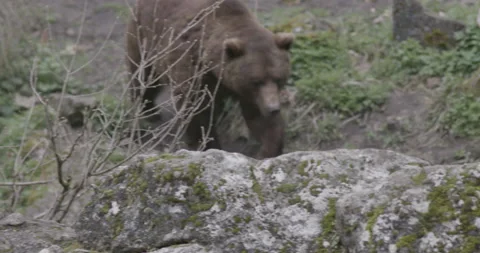 Brown Grizzly Bear Stock Footage 232991654