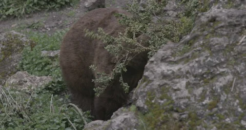 Brown Grizzly Bear Stock Footage 232991678