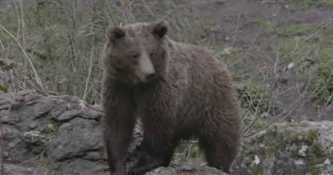 Brown Grizzly Bear Stock Footage 232991688