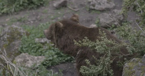 Brown Grizzly Bear Stock Footage 232991696