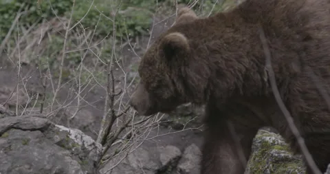 Brown Grizzly Bear Stock Footage 232992266