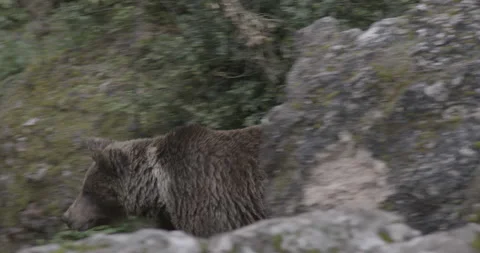 Brown Grizzly Bear Stock Footage 232992278