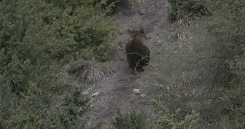 Brown Grizzly Bear Stock Footage 233171620