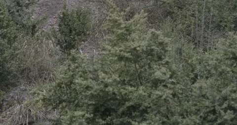 Brown Grizzly Bear Stock Footage 233171635