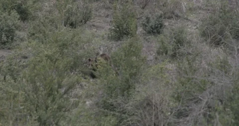 Brown Grizzly Bear Stock Footage 233171645