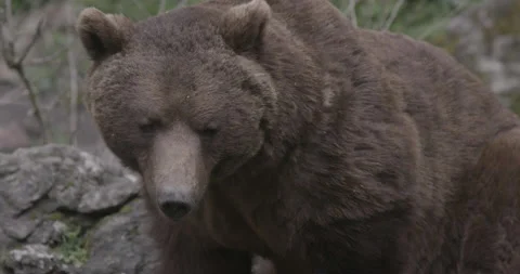Brown Grizzly Bear Stock Footage 233171651
