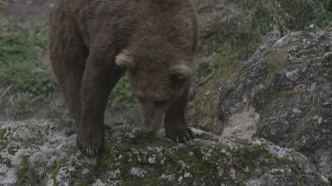 Brown Grizzly Bear Stock Footage 233179041