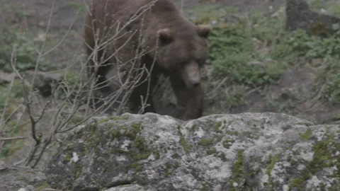 Brown Grizzly Bear Stock Footage 233179045