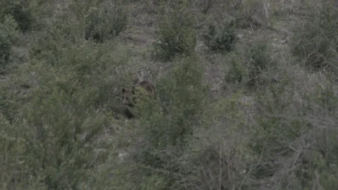 Brown Grizzly Bear  Stock Footage 233179736