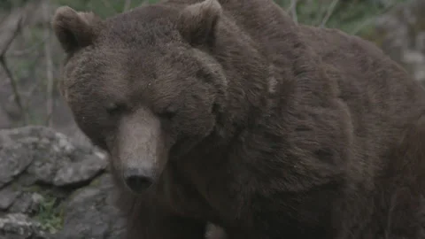 Brown Grizzly Bear Stock Footage 233179767